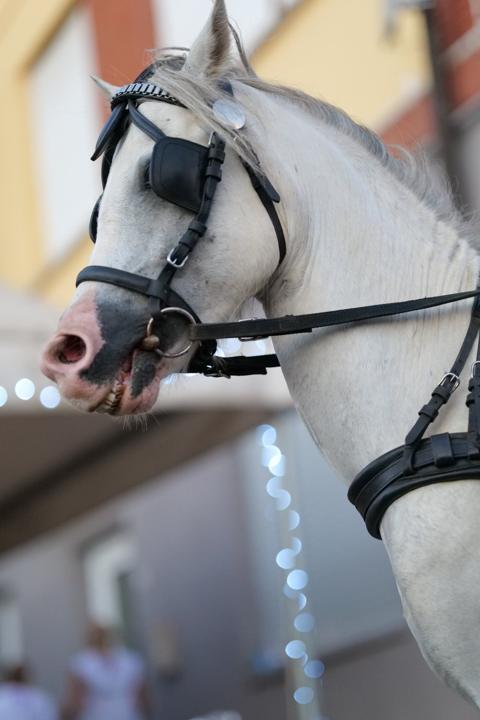 Cavallo bianco della carrozza, uno dei servizi extra dell'evento